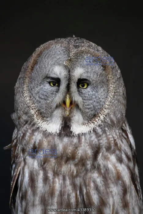 : Great grey owl (Strix nebulosa) adult bird head : Great grey owl (Strix nebulosa) adult bird head