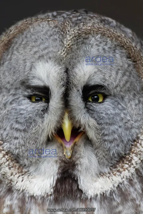 : Great grey owl (Strix nebulosa) adult bird head : Great grey owl (Strix nebulosa) adult bird head