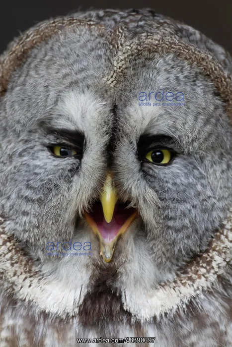  : Great grey owl (Strix nebulosa) adult bird head