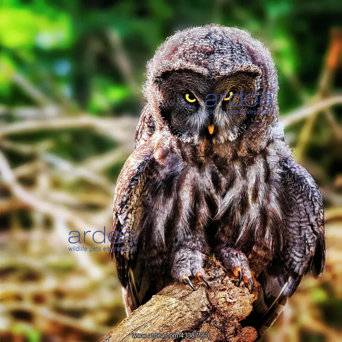 : Great Grey Owl (Strix nebulosa), adult, captive : Great Grey Owl (Strix nebulosa), adult, captive