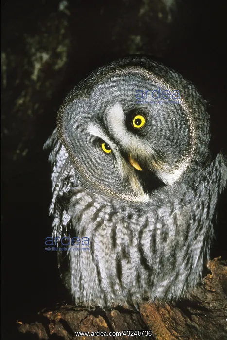 : Great Grey Owl (strix nebulosa), Adult with Funny Face : Great Grey Owl (strix nebulosa), Adult with Funny Face