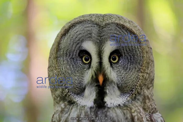  : Great grey owl (Strix nebulosa), adult, portrait