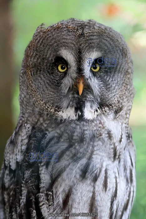 : Great Grey Owl (Strix nebulosa), adult, portrait : Great Grey Owl (Strix nebulosa), adult, portrait