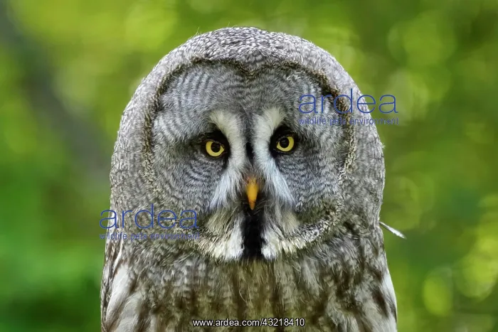 : Great grey owl (Strix nebulosa), animal portrait : Great grey owl (Strix nebulosa), animal portrait