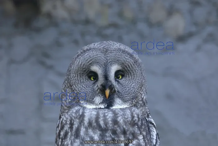 : Great Grey Owl (Strix nebulosa), animal portrait : Great Grey Owl (Strix nebulosa), animal portrait