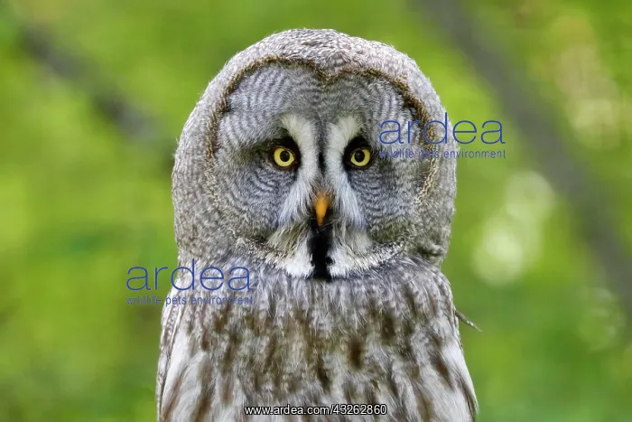 : Great grey owl (Strix nebulosa), animal portrait : Great grey owl (Strix nebulosa), animal portrait