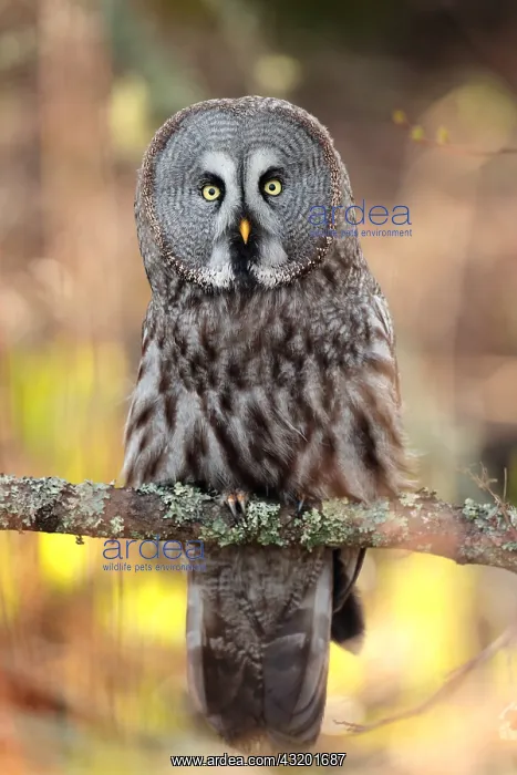 : Great Grey Owl (Strix nebulosa) on a branch, Sweden : Great Grey Owl (Strix nebulosa) on a branch, Sweden
