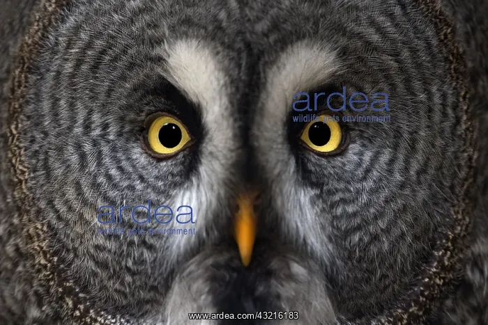 : Great Grey Owl (Strix nebulosa) close up portra : Great Grey Owl (Strix nebulosa) close up portra