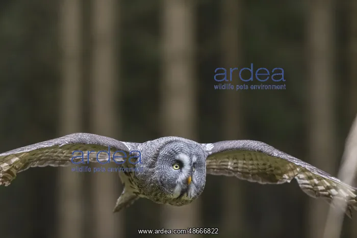 : One great grey owl (Strix nebulosa) flying through a spruce : One great grey owl (Strix nebulosa) flying through a spruce