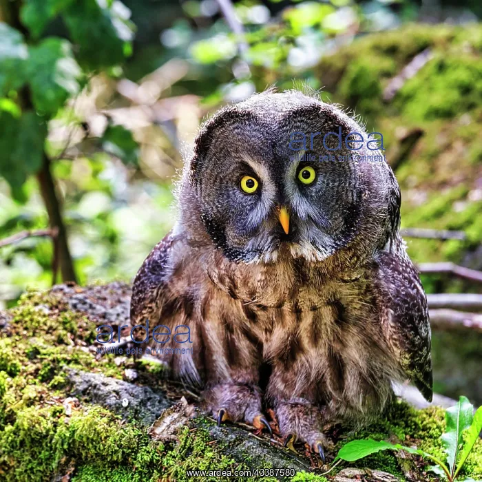 : Great Grey Owl (Strix nebulosa) on forest floor : Great Grey Owl (Strix nebulosa) on forest floor