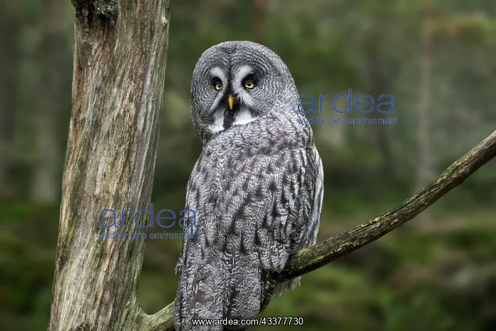 : Great grey owl (Strix nebulosa), great gray owl : Great grey owl (Strix nebulosa), great gray owl