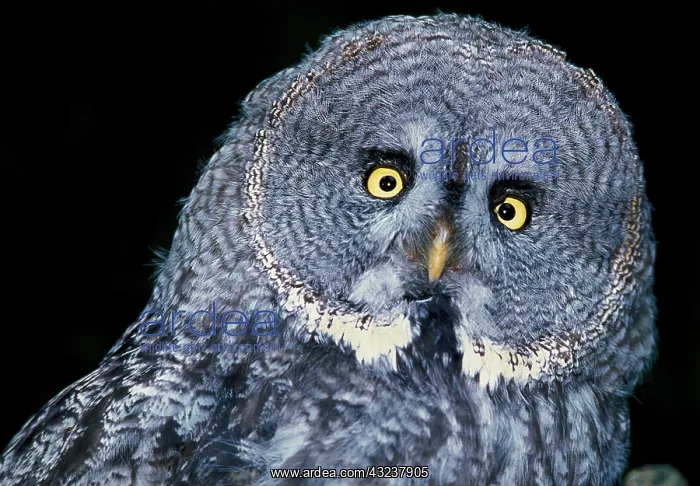 : Great Grey Owl (strix nebulosa), Portrait of Adult : Great Grey Owl (strix nebulosa), Portrait of Adult