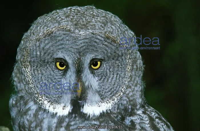 : Great Grey Owl (strix nebulosa), Portrait of Adult : Great Grey Owl (strix nebulosa), Portrait of Adult