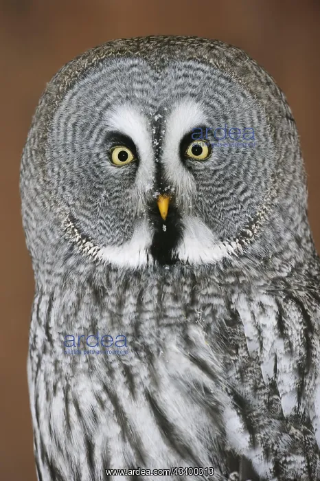 : Great grey owl (Strix nebulosa), portrait, captive : Great grey owl (Strix nebulosa), portrait, captive