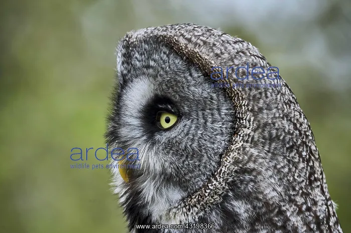 : A Great Grey Owl (Strix Nebulosa), Portrait, England : A Great Grey Owl (Strix Nebulosa), Portrait, England