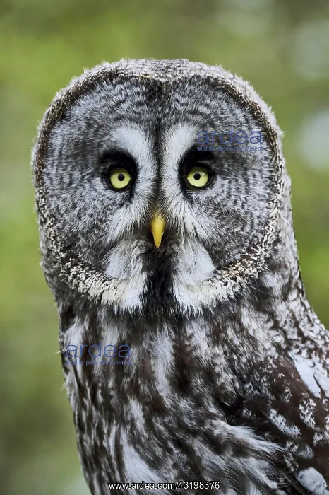 : A Great Grey Owl (Strix Nebulosa), Portrait, England : A Great Grey Owl (Strix Nebulosa), Portrait, England