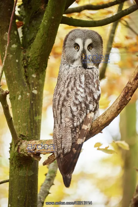 : Great grey owl (Strix nebulosa) sitting on a branch : Great grey owl (Strix nebulosa) sitting on a branch