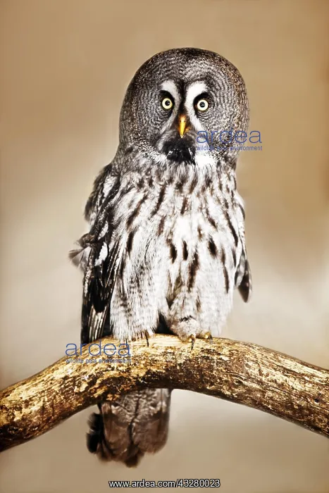 : Great grey owl (Strix nebulosa), sitting on a branch : Great grey owl (Strix nebulosa), sitting on a branch