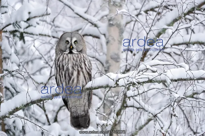 : Great grey owl (Strix nebulosa), sitting on tree : Great grey owl (Strix nebulosa), sitting on tree