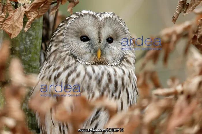 : Great grey owl (Strix nebulosa), sitting in a tree : Great grey owl (Strix nebulosa), sitting in a tree