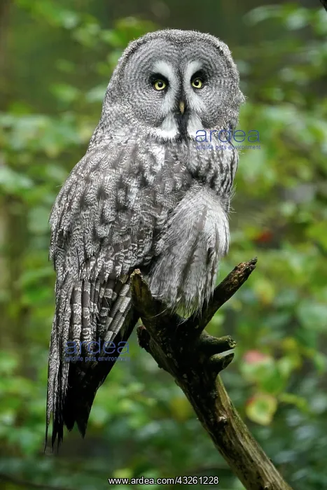 : Great Grey Owl (Strix nebulosa), sitting in a tree : Great Grey Owl (Strix nebulosa), sitting in a tree