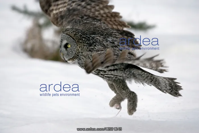 : Great Grey OWL - taking off with mouse in talon : Great Grey OWL - taking off with mouse in talon