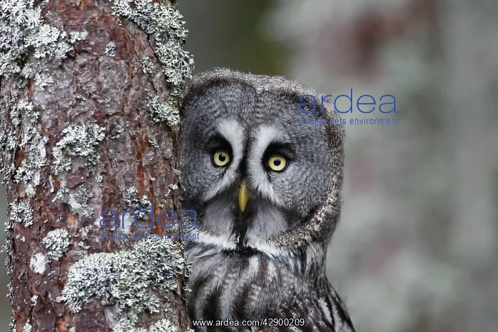 : Great Grey Owl - by tree : Great Grey Owl - by tree