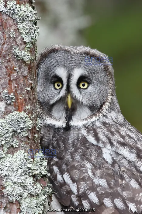 : Great Grey Owl - by tree : Great Grey Owl - by tree