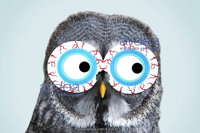 : Great Grey Owl, wearing bloodshot eye glasses : Great Grey Owl, wearing bloodshot eye glasses