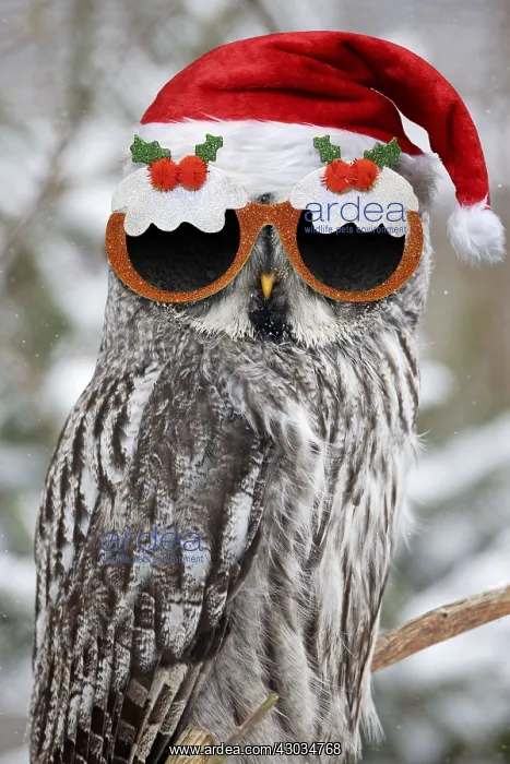: Great Grey Owl, wearing Christmas pudding glasses : Great Grey Owl, wearing Christmas pudding glasses