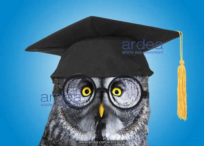  : Great Grey Owl, wearing glasses and mortar board