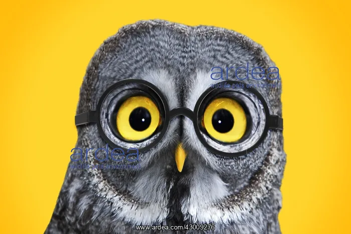 : Great Grey Owl, wearing glsses : Great Grey Owl, wearing glsses