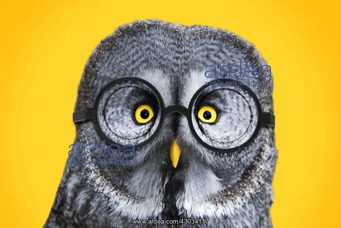  : Great Grey Owl, wearing glsses