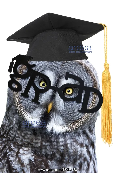 : Great Grey Owl wearing grad glasses and graduation : Great Grey Owl wearing grad glasses and graduation