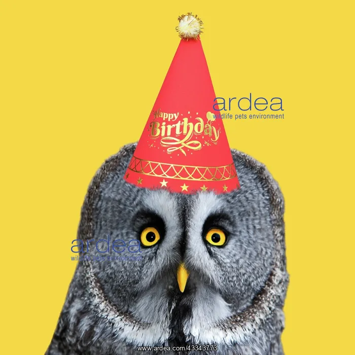 : Great Grey Owl, wearing a red birthday party hat : Great Grey Owl, wearing a red birthday party hat