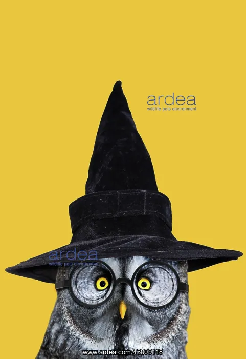 : Great Grey Owl, wearing witches hat and glasses : Great Grey Owl, wearing witches hat and glasses