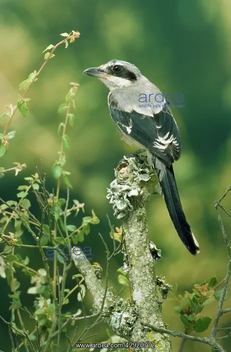 : GREAT GREY SHRIKE : GREAT GREY SHRIKE