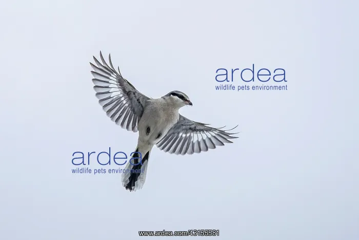 : Great Grey Shrike : Great Grey Shrike
