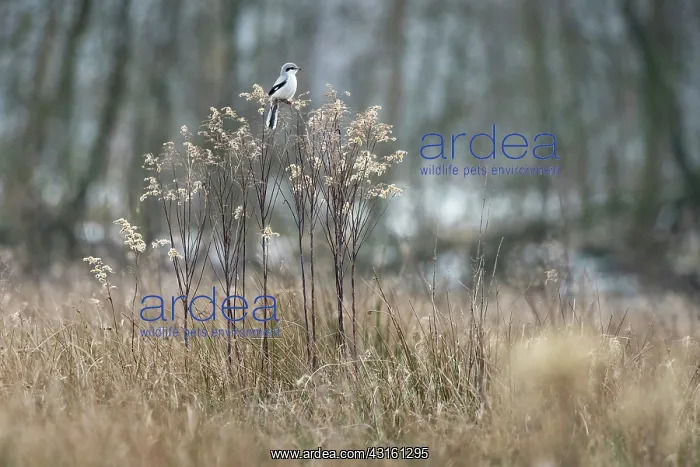 : Great Grey Shrike : Great Grey Shrike