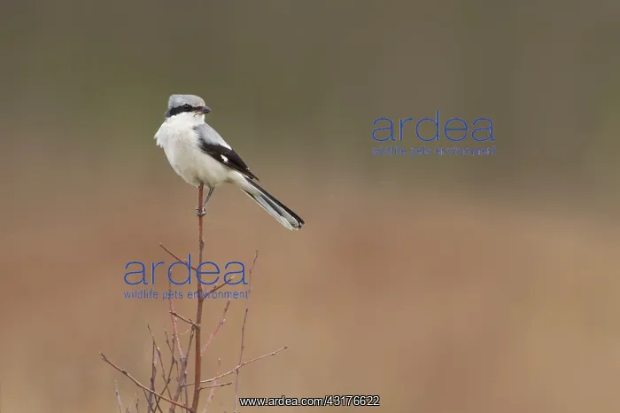 : Great Grey Shrike : Great Grey Shrike