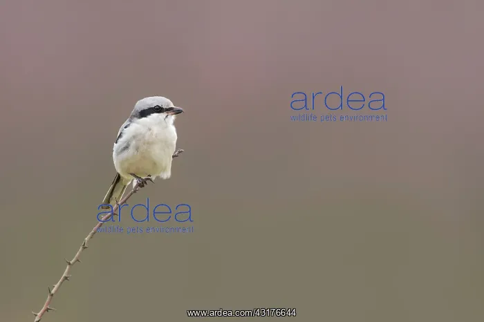 : Great Grey Shrike : Great Grey Shrike
