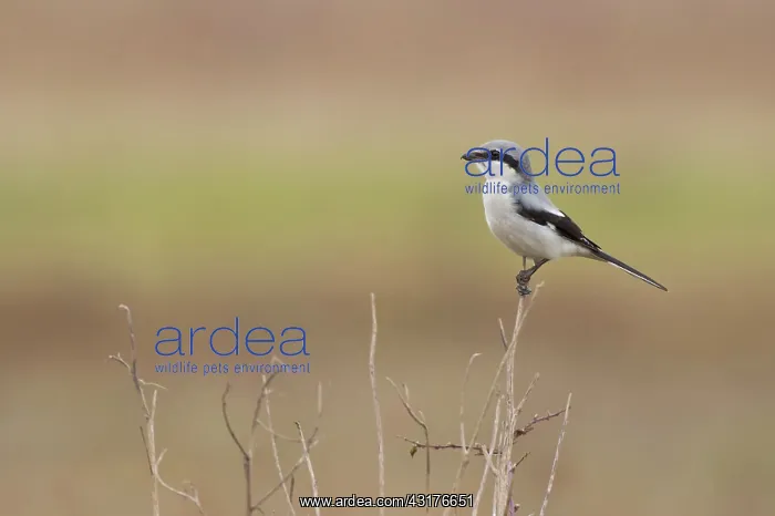  : Great Grey Shrike