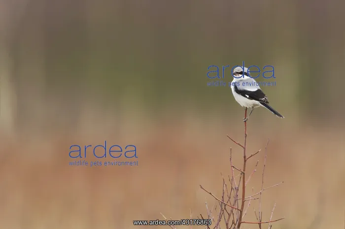: Great Grey Shrike : Great Grey Shrike