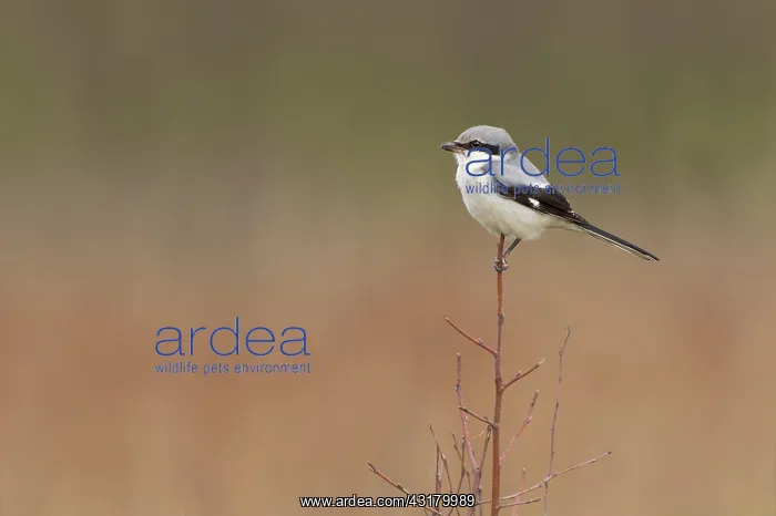: Great Grey Shrike : Great Grey Shrike