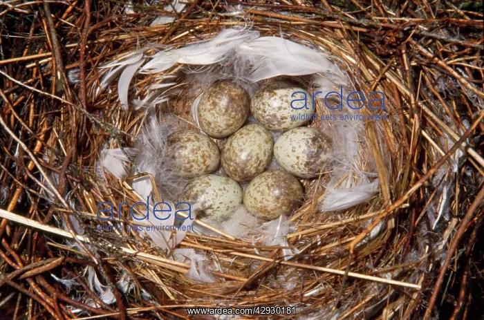 : Great Grey Shrike - eggs in nest : Great Grey Shrike - eggs in nest