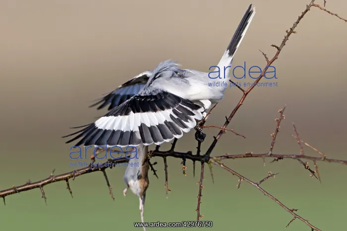 : Great Grey Shrike - feeding on impaled mouse on thorn branch : Great Grey Shrike - feeding on impaled mouse on thorn branch
