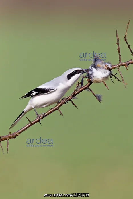  : Great Grey Shrike - feeding on impaled robin
