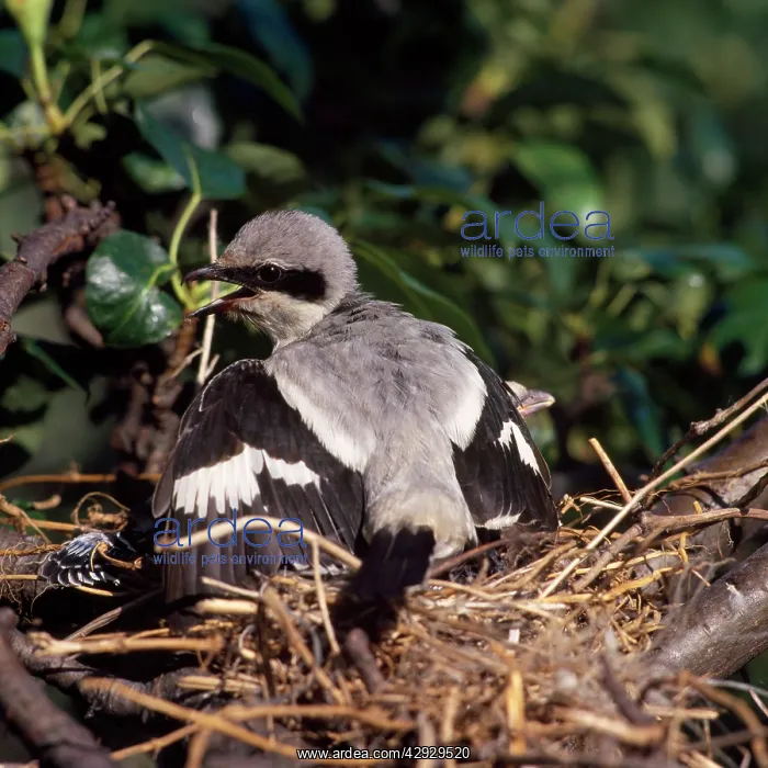 : Great Grey Shrike - fledgling wing flapping : Great Grey Shrike - fledgling wing flapping