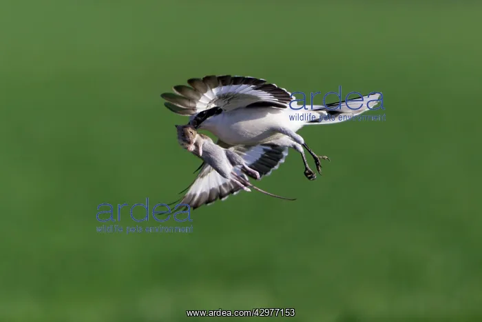 : Great Grey Shrike - in flight with captured mouse : Great Grey Shrike - in flight with captured mouse