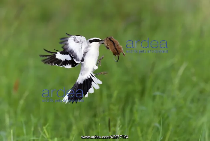 : Great Grey Shrike - in flight with captured mouse : Great Grey Shrike - in flight with captured mouse